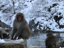 Japanese Macaques at a natural hot spring, Nagano