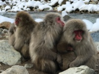 Huddling macaques